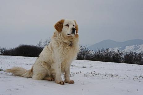 Hachi - Mâtin des Pyrénées Mâle (1 an)
