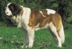 Leo - Saint-Bernard Mâle (2 ans)