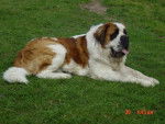 schubert-saint bernard - Saint-Bernard