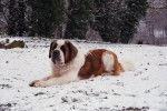 schubert-saint bernard - Saint-Bernard