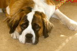 Photo Saint-Bernard