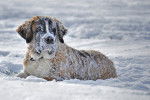 Photo Saint-Bernard