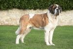 Photo Saint-Bernard