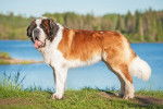 Photo Saint-Bernard