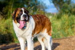 Photo Saint-Bernard