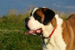 Photo Saint-Bernard