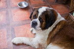 Photo Saint-Bernard