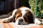 Photo Saint-Bernard