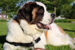 Photo Saint-Bernard