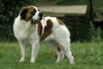 Photo Saint-Bernard