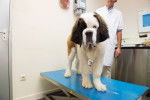 Un Saint-Bernard chez le v&eacute;t&eacute;rinaire
