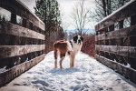 Un Saint-Bernard se tient au milieu d'un pont enneigé 