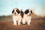 Des chiots Saint-Bernards dehors