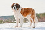 Un Saint-Bernard dans la neige