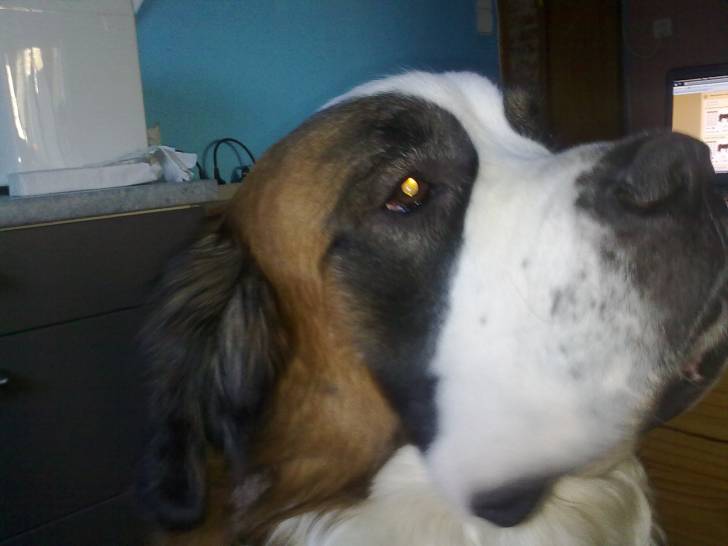 Barry, le plus tendre des molosses - Saint-Bernard Mâle (2 ans)
