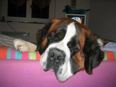 beethoven - Saint-Bernard Mâle