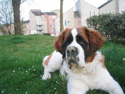 beethoven - Saint-Bernard Mâle