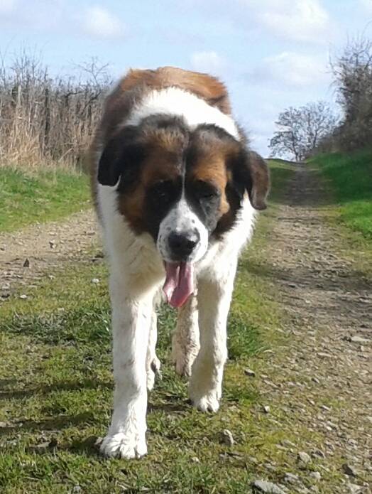 Chance - Saint-Bernard (5 ans)