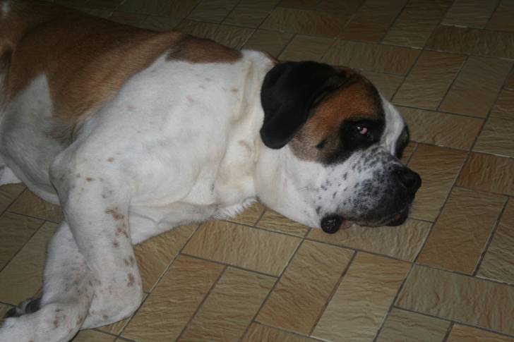 Max - Saint-Bernard Mâle (2 ans)