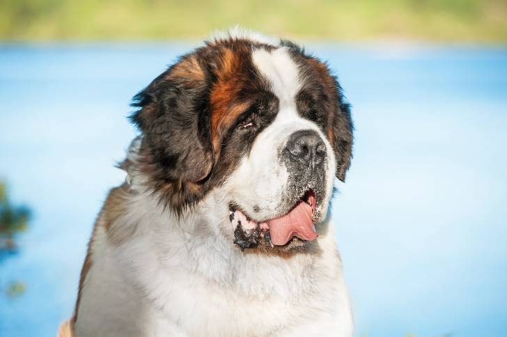 Photo Saint-Bernard