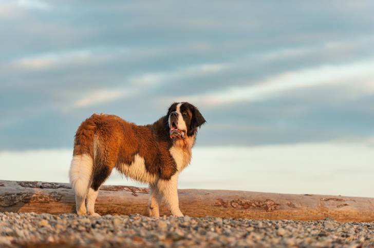 Photo Saint-Bernard