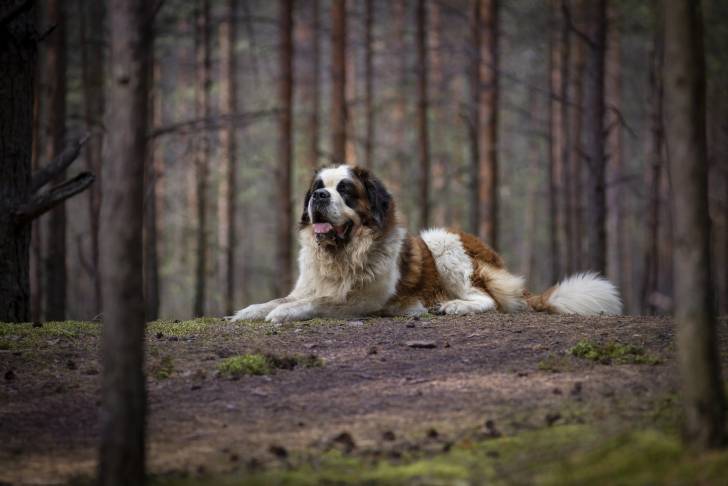 Photo Saint-Bernard