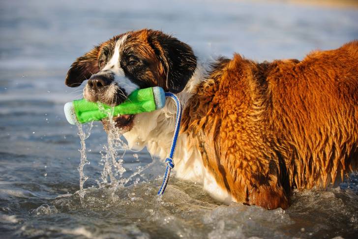 Photo Saint-Bernard