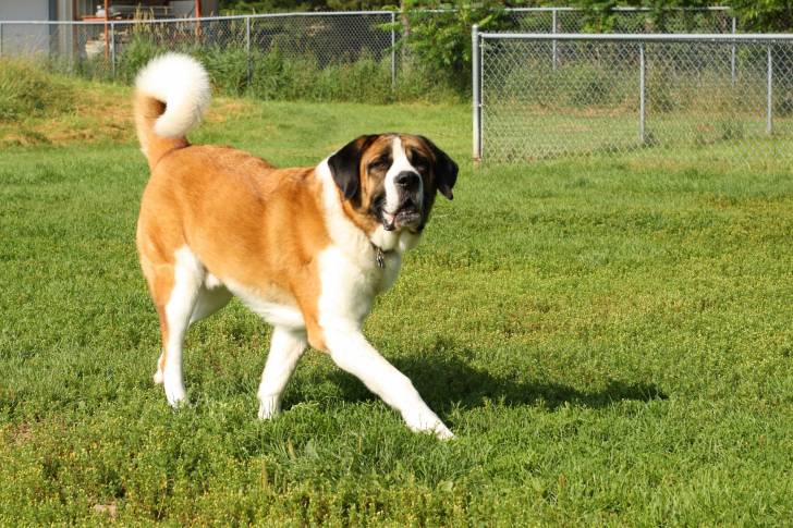 Photo Saint-Bernard