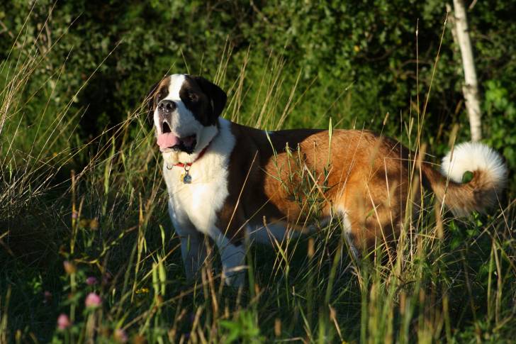 Photo Saint-Bernard