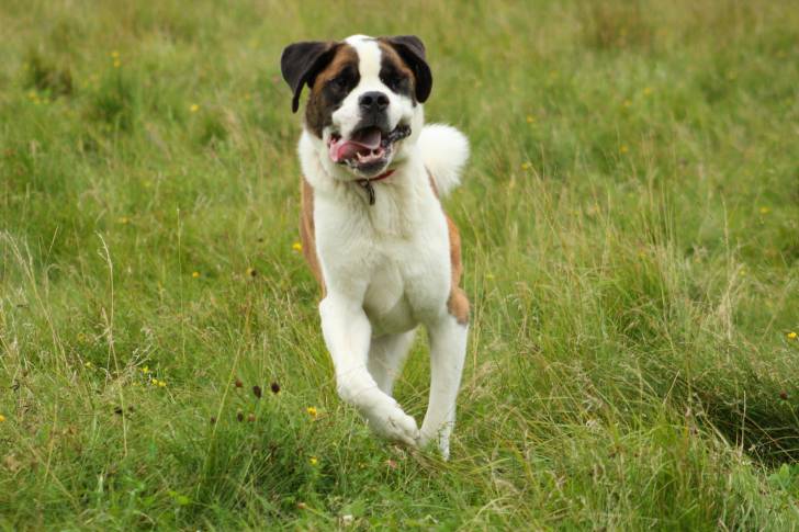 Photo Saint-Bernard