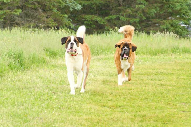 Photo Saint-Bernard