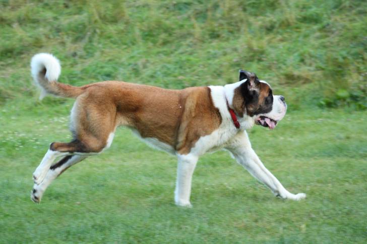 Photo Saint-Bernard