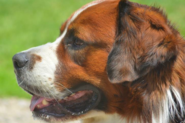 Photo Saint-Bernard