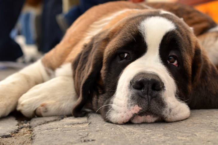 Un Saint-Bernard à l'air triste allongé sur le sol