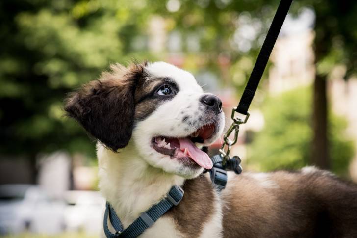 Photo Saint-Bernard