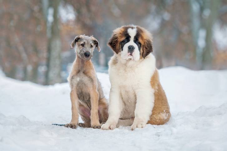 Un Saint-Bernard assis dehors avec un autre chien
