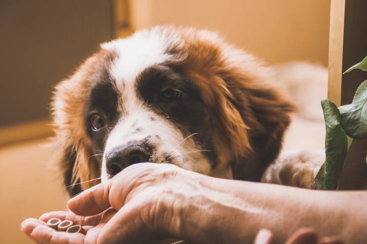Un Saint-Bernard en train de manger des croquettes dans la main de sa propriétaire