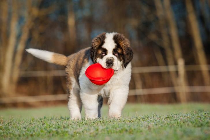 Un jeune Saint-Bernard se promène avec une gamelle dans la gueule