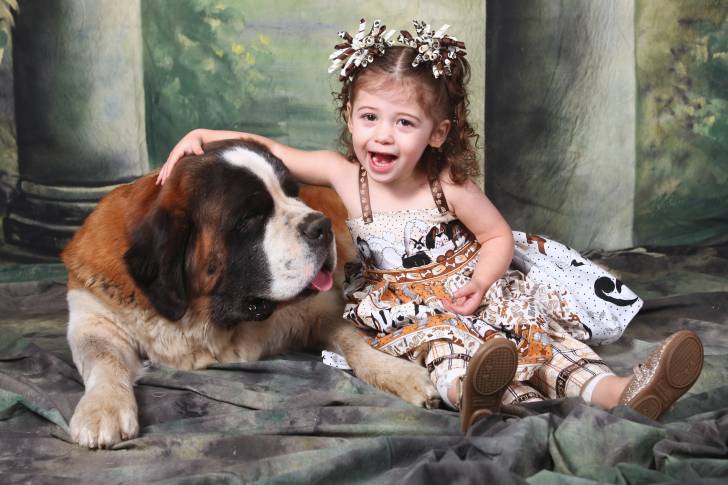 Un Saint-Bernard allongé avec une petite fille