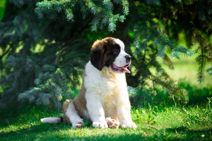 Un jeune Saint-Bernard assis sous un sapin