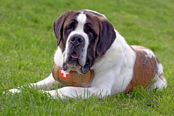 Un gros Saint-Bernard allongé dans l'herbe d'un jardin