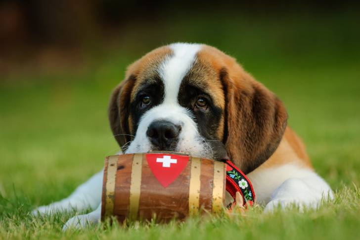 Un chiot Saint-Bernard allongé dans l'herbe