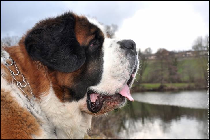 Malabar - Saint-Bernard