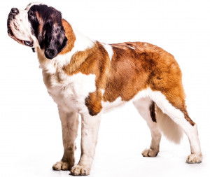 Un Saint-Bernard sur fond blanc