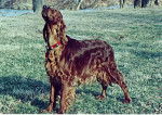 Chrissy - Setter Irlandais (7 ans)