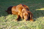 Chataigne femelle setter irlandais de 8 mois - Setter Irlandais (8 mois)
