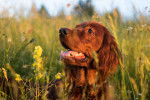 Un Setter Irlandais pendant une promenade