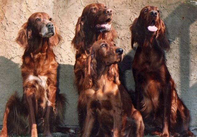 Four Generations - Setter Irlandais