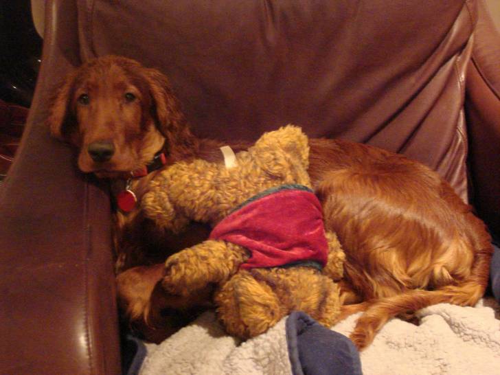 Kelly - Setter Irlandais