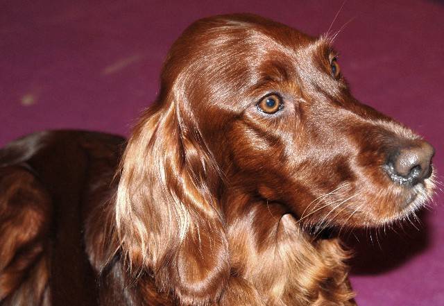 setter irlandais : VOXANE - Setter Irlandais